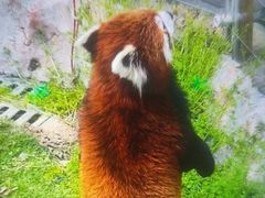 -灵玲国际马戏城