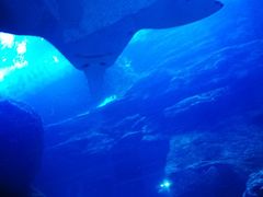 -迪拜水族馆及水下动物园