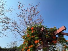 -中国科学院西双版纳热带植物园