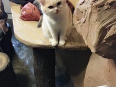 -猫猫幼稚园·撸猫·桌游·电玩