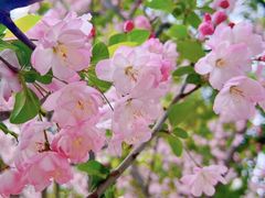 -海棠花溪(元大都城垣遗址公园)