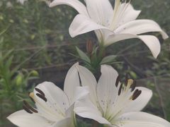 -长春农业博览园