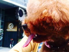 -Oh My Dog宠物沙龙(伊珊娜皮毛护理店)