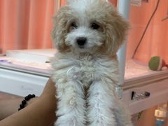 -翊宠yipet猫狗购宠庄园犬舍•猫舍