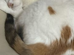 -贝利宠物医院·骨科·眼科·肿瘤转诊中心(南坪诊疗中心)