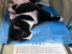 -纳吉亚猫专科动物诊疗中心(蒋宅口分院)