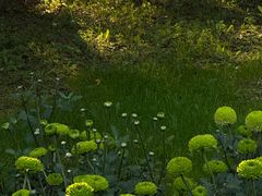 -沈阳植物园