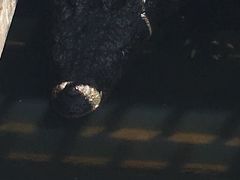 -洞里萨湖
