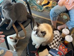 -喵屿·大理花园猫咖