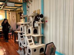 -猫小院猫主题咖啡厅(北锣店)