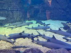 -烟台海昌鲸鲨海洋公园