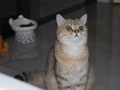 -牧马人宠物医院