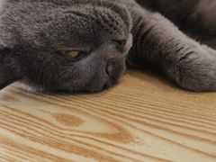 -猫在这儿猫咪咖啡馆·撸猫馆