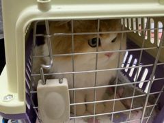 -安安宠医宠物医院·异宠·犬猫内科(岳阳分院)