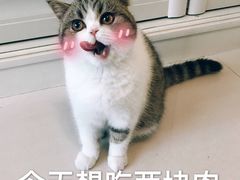 -石灰市毛记烧鸡公(解放碑店)