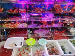 -曲阳花鸟市场(曲阳路店)