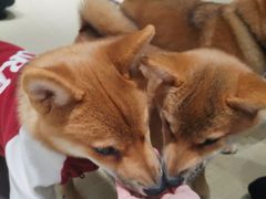 -逗柴咖啡屋·狗咖猫咖宠物桌游