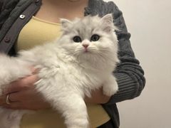 -伟伟宠物医院·瑞派猫友好医院·猫科(光谷店)