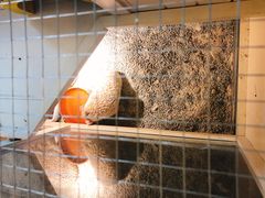 -more than meow吴止猫主题餐厅(承德 中船汇店)