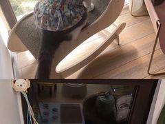 -谐和贝康宠物医院24小时·宠保定点(急重症转诊中心)