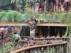 -正佳雨林生态植物园