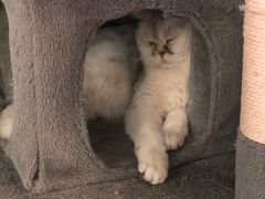 -猫小院猫主题餐厅(三里屯店)