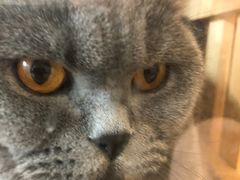 -Pets First伊珊娜洗护·精致美容·家庭式寄养(新会路店)
