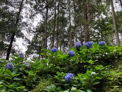 -苍山感通索道