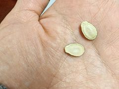 -刘艳明炒货(小心桥店)