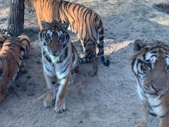 -北京野生动物园