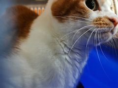 -艾吉宠物医院·疑难杂症转诊中心·猫友好(碧江路院)