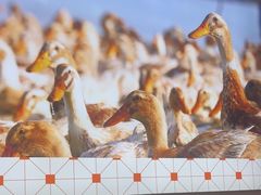 -虎婆冷饮店·海南特色炒冰(三亚湾店)