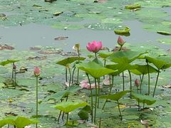 -丁香湖公园