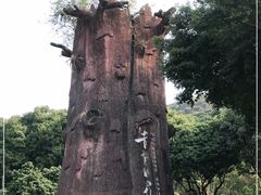 -青青世界