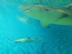 -北戴河圣蓝海洋公园