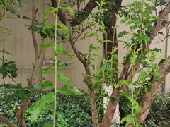 -南京市芳草园小学(凤凰校区)