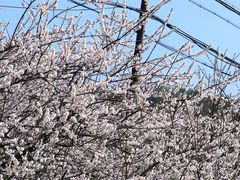 -广州市流溪河国家森林公园