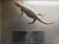 -大连自然博物馆
