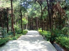 -铁山坪森林公园