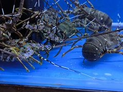 -白仁仔· 活烤海鲜 宵夜(豫园店)