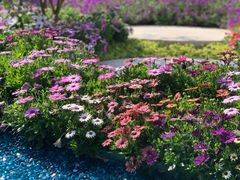 -海心沙亚运公园