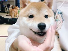 -逗柴咖啡屋·狗咖猫咖宠物桌游