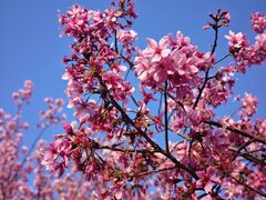 -宜良山后樱花谷