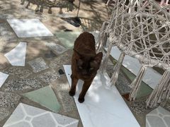 -喵屿·大理花园猫咖