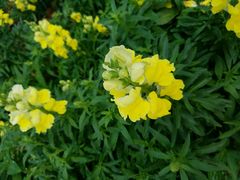-松山湖梦幻百花洲