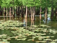 -白鹭湾湿地公园