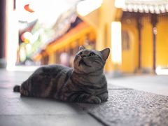 -龙华寺
