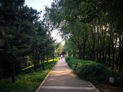 -大望京公园