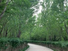 -塘沽森林公园
