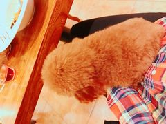 -more than meow吴止猫主题餐厅(承德 中船汇店)